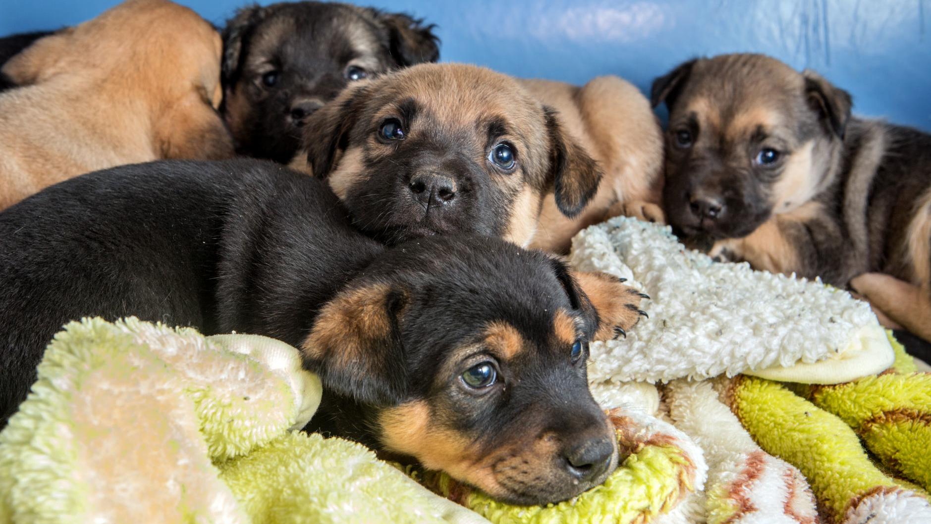 Tucson's PACC beats record, sends 3,251 pets to foster care